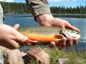 Salmon